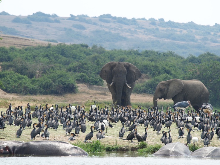 You are currently viewing Uganda Travel Advice