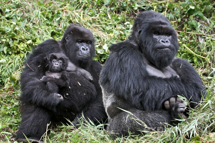 You are currently viewing Frequently Asked Questions About Gorilla Permits