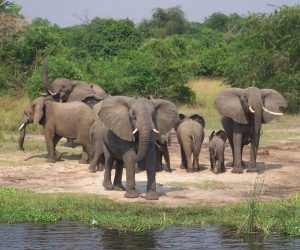 Read more about the article Uganda Domestic Tourism