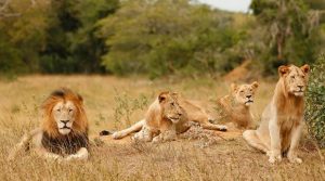 Read more about the article Where Can You See Lions in Uganda?
