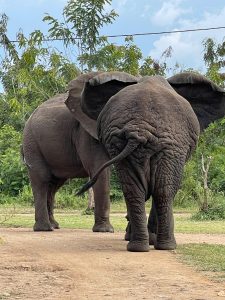 Read more about the article Where to See Elephants in East Africa
