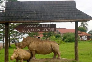 Read more about the article Activities to Do in Entebbe Town