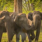 Katonga Wildlife Reserve