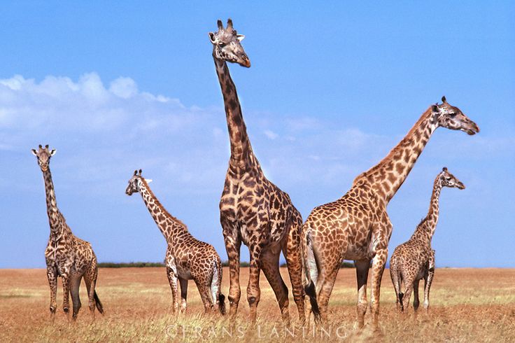 You are currently viewing Where to See Giraffes in Uganda