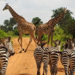 Rwanda Travel Advice