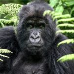 Are Gorilla Safaris Safe? 