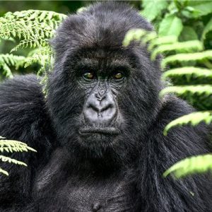 Read more about the article Are Gorilla Safaris Safe? 
