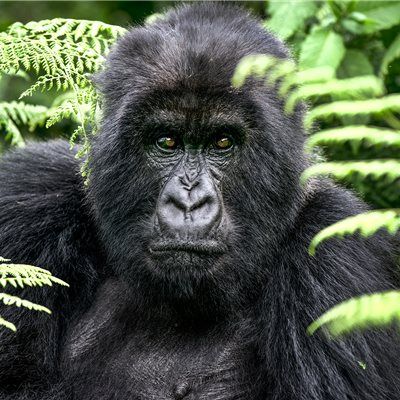 Are Gorilla Safaris Safe. 