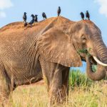 Unforgettable Family Safari Holidays in Uganda