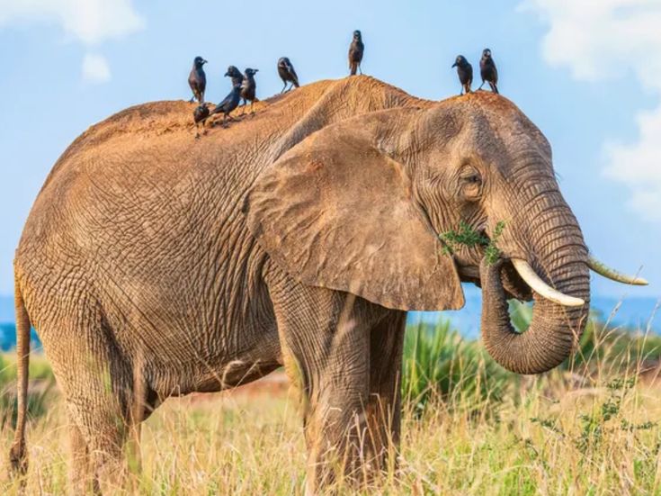 You are currently viewing Unforgettable Family Safari Holidays in Uganda