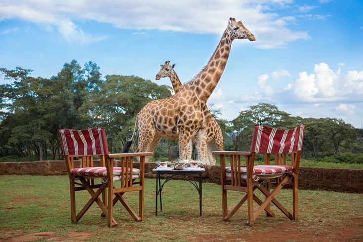 You are currently viewing Giraffe Manor Nairobi
