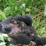 Gorilla Families in Rushaga