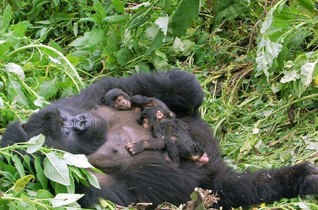 You are currently viewing Gorilla Families in Rushaga