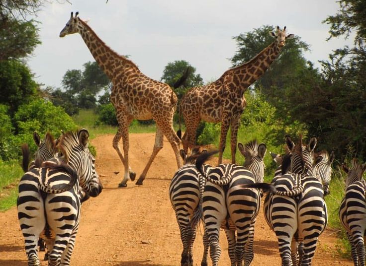 You are currently viewing Rwanda Travel Advice