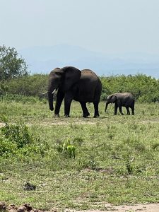 Read more about the article Uganda Best Travel Destinations