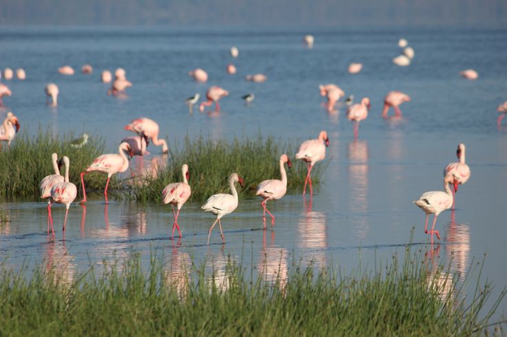 You are currently viewing Where Can You See Lesser Flamingos in Uganda?