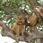 Tree Climbing Lions in Uganda