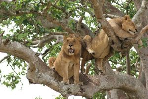 Read more about the article Tree Climbing Lions in Uganda