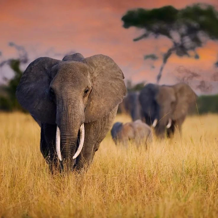 You are currently viewing Where to See Elephants in East Africa
