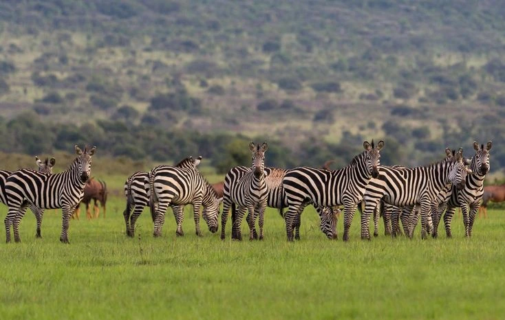 Read more about the article 1 Day Akagera National Park Game Drive Safari