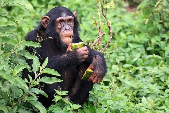 You are currently viewing Track Chimpanzees in Rwanda 2026