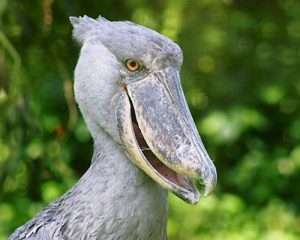 How does a Shoebill in Uganda look like