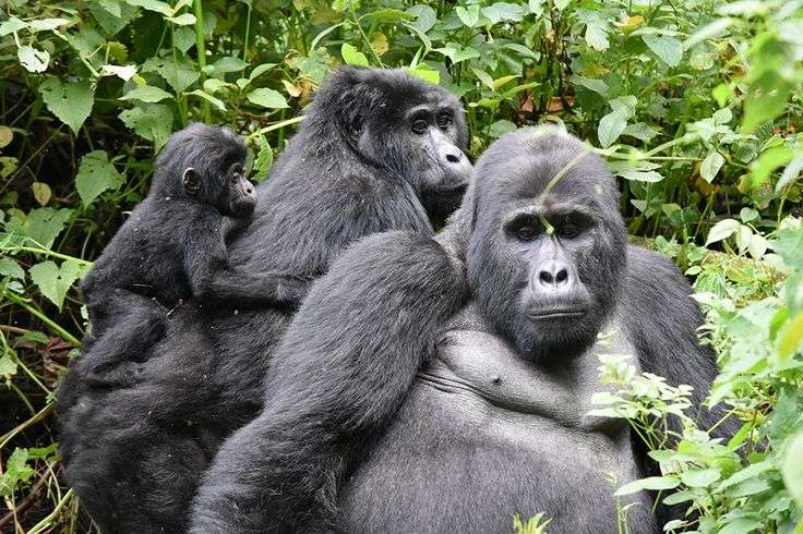 Gorilla Tracking Rules & Regulations