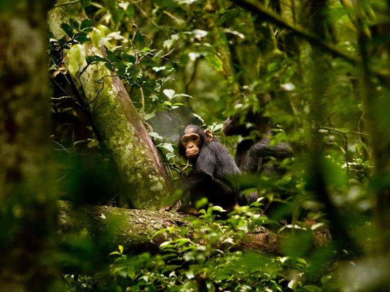 Tracking Chimpanzees in Kalinzu Forest