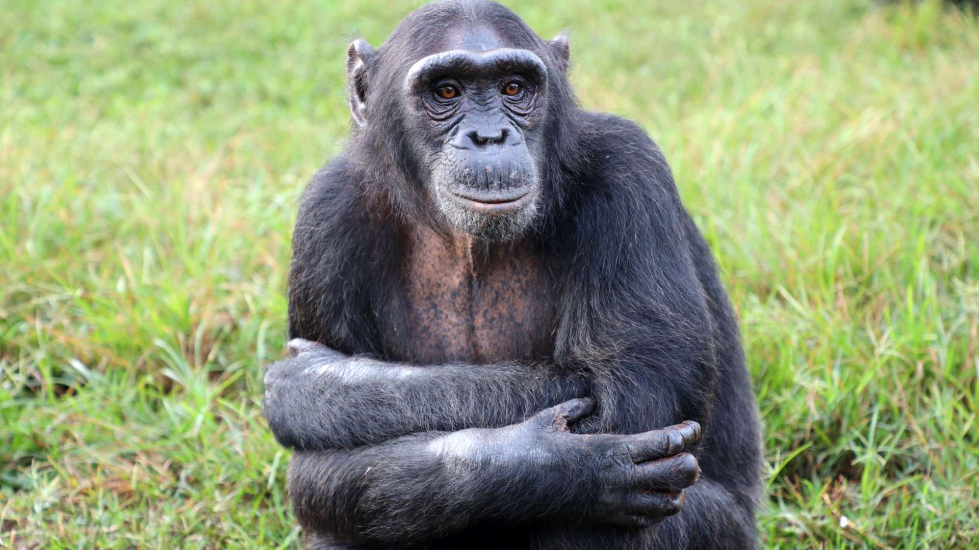 Does Observing Chimpanzees in Uganda Require a Permit?