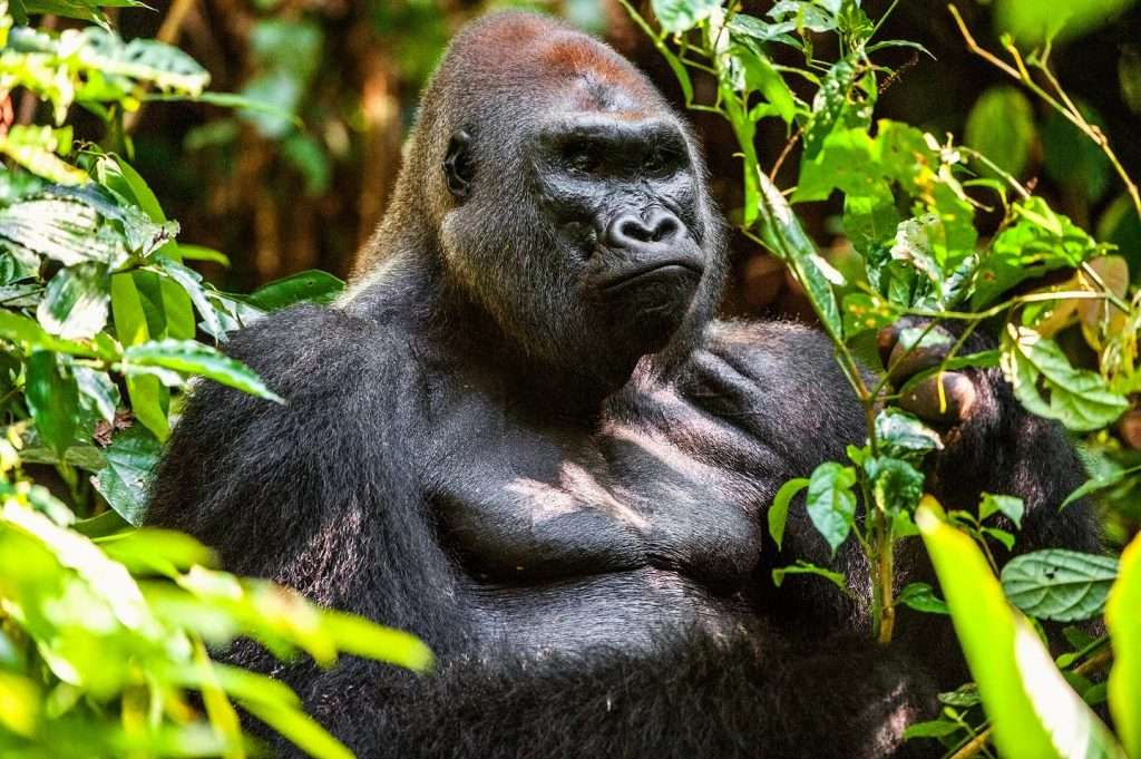 What Is The Best Country To See the Gorillas