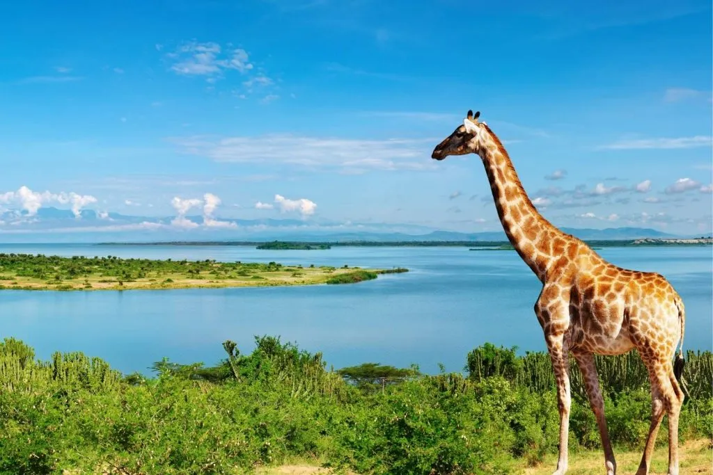What Makes Uganda Unique for Tourism ?