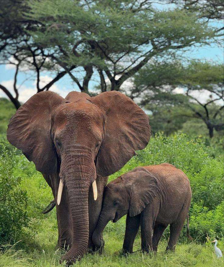 What Makes Kidepo Valley National Park Unique from Other Parks?