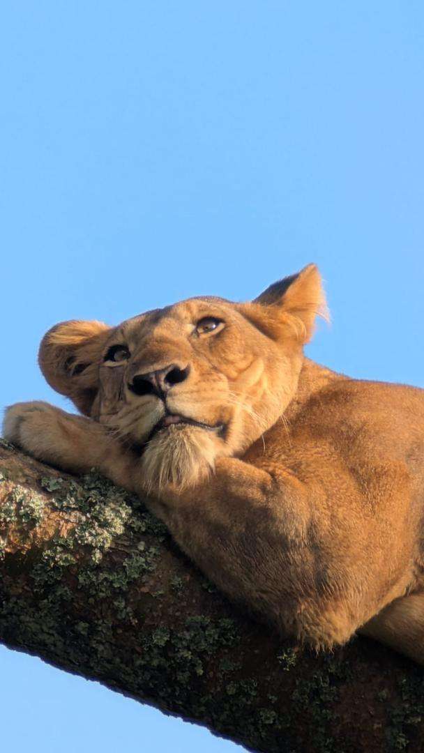 Amazing Animals on a Uganda Safari