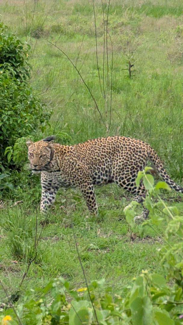 Leopard Filming in Uganda