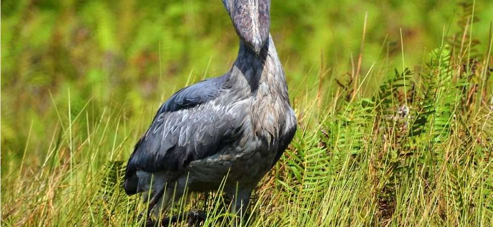 The Best Time to Spot the Shoebill Stork in Mabamba Swamp