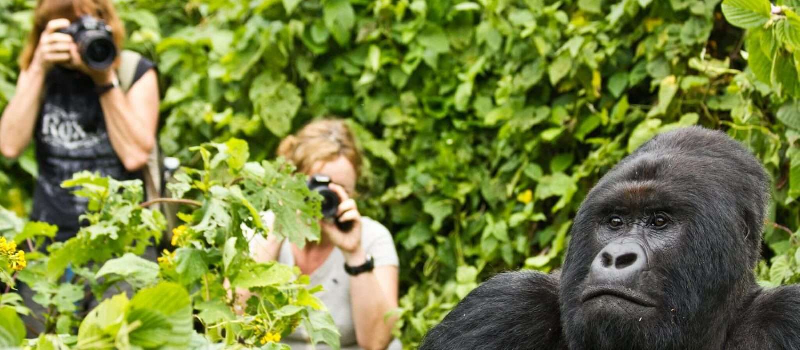 Last-Minute Gorilla Trekking Safaris in Uganda