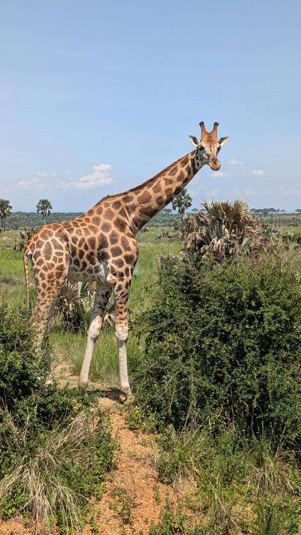 The Best Wildlife Experiences in Murchison Falls National Park. 