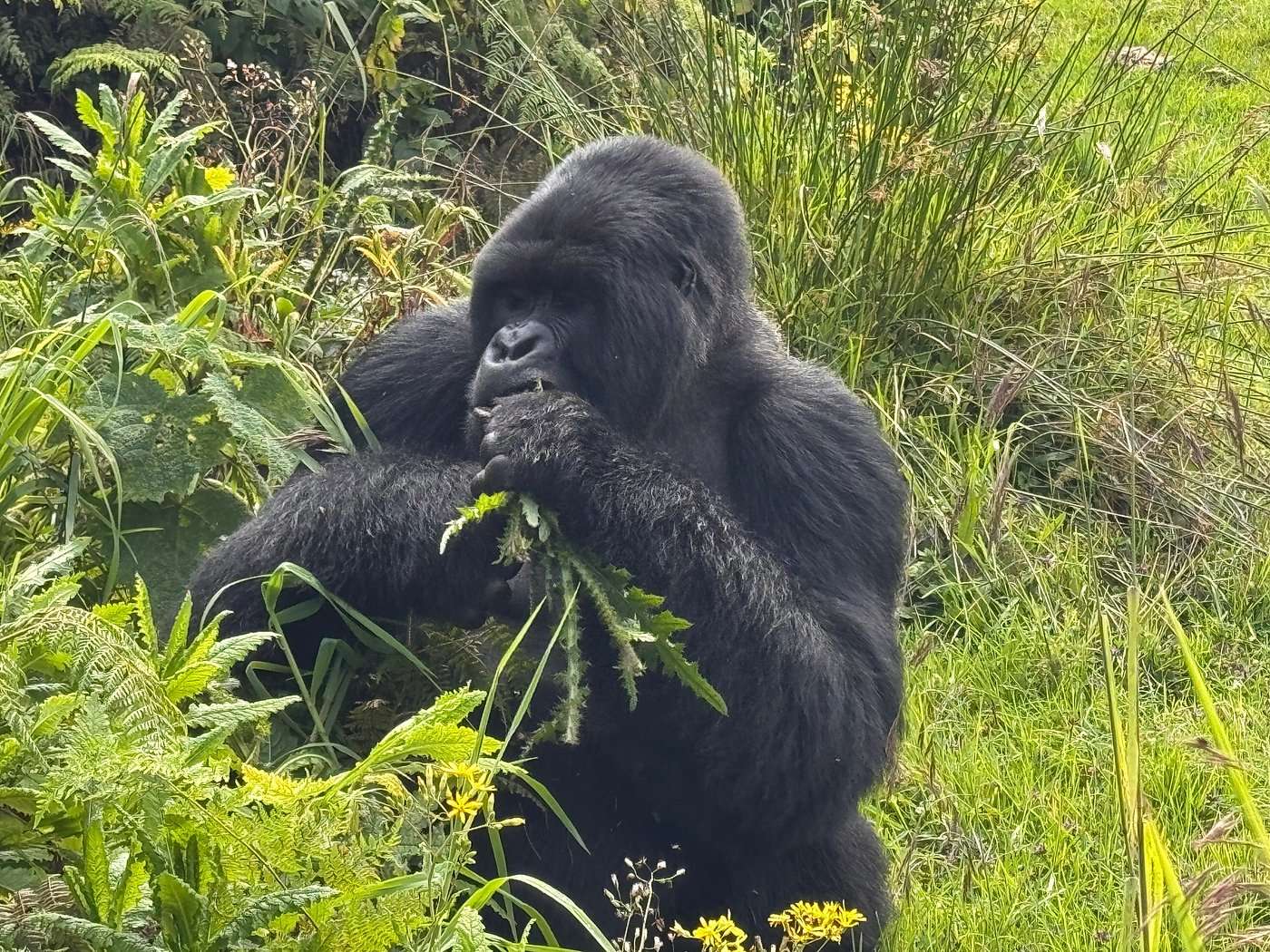How To Plan Your 2026 Rwanda Safari