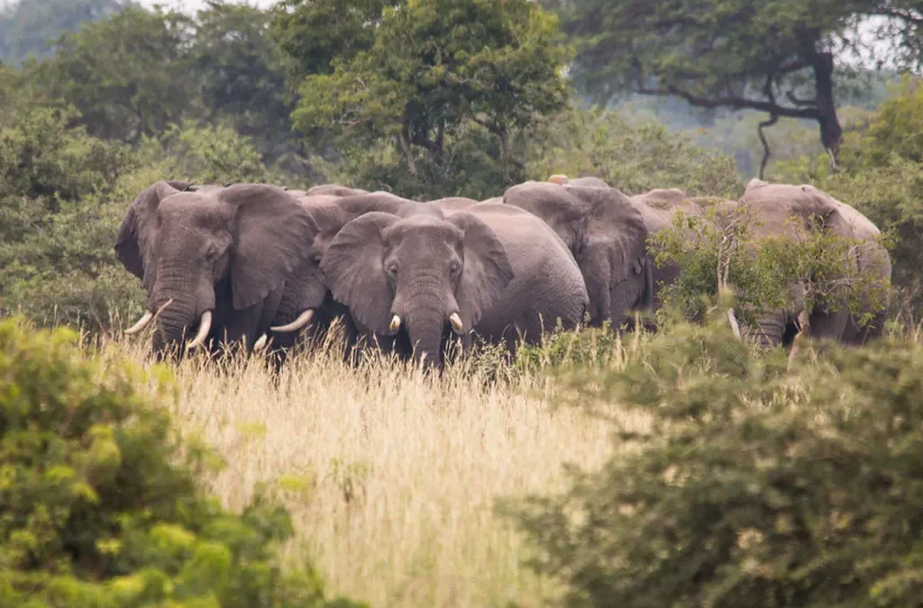 Exploring Ziwa Rhino Sanctuary
