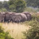 Exploring Ziwa Rhino Sanctuary