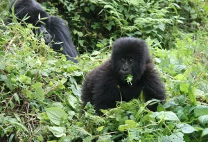 Mountain gorilla in Bwindi Impenetrable National Park Uganda