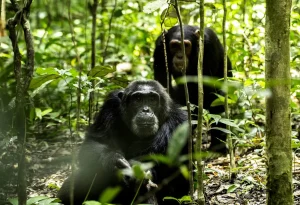 3-Day Kibale Forest National Park