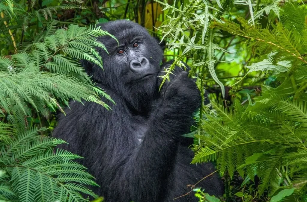 Where Can You See Gorillas In Africa? (2027 Guide)