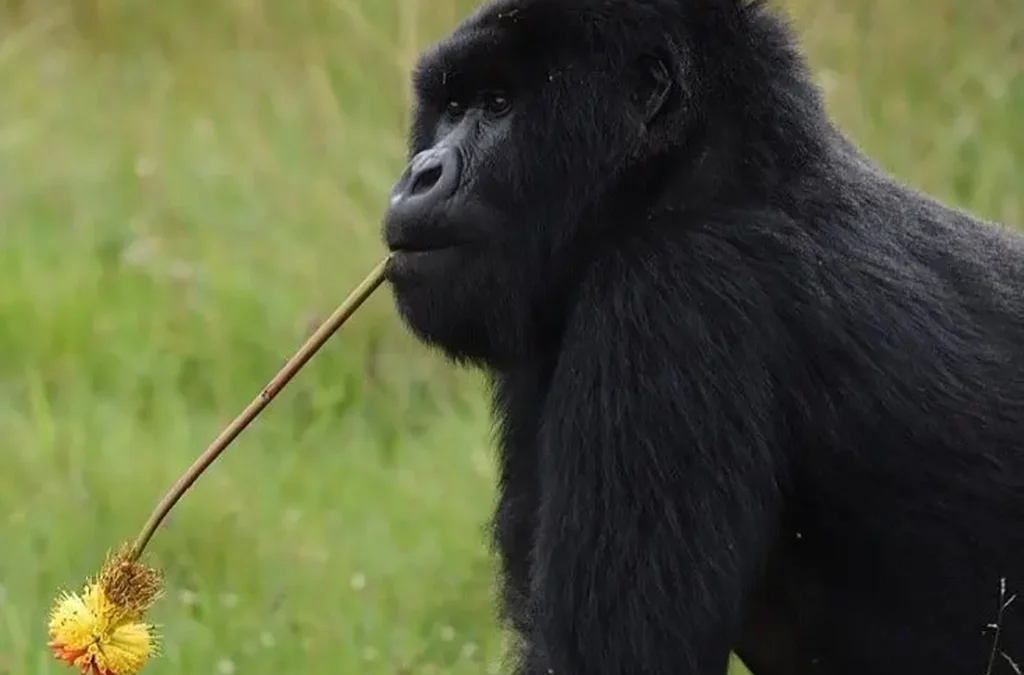 Uganda Safari from Kigali