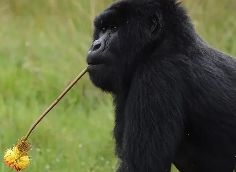 Uganda Safari from Kigali