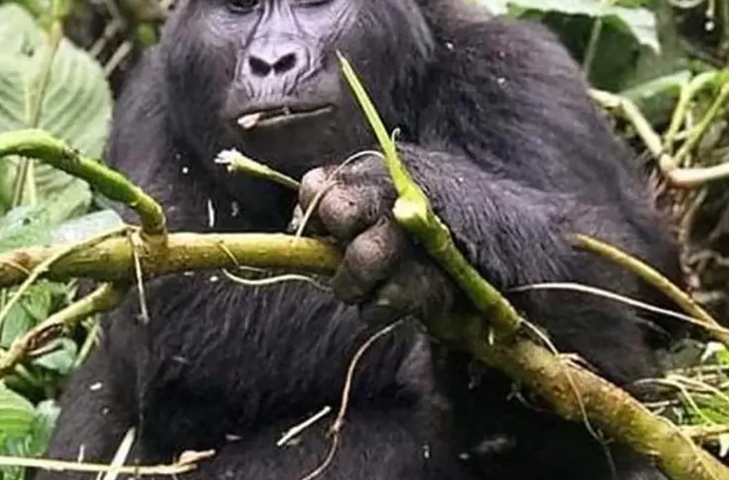 Why Uganda’s Rushaga Sector Is the Greatest Location for Gorilla Trekking