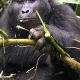 Why Uganda’s Rushaga Sector Is the Greatest Location for Gorilla Trekking