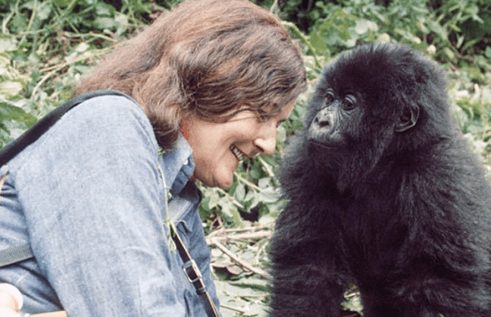 How Close Can You Get to Gorillas? A Wildlife Encounter Unlike Any Other