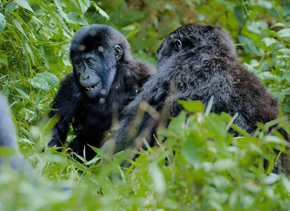 2 Days Rwanda Gorilla Experience