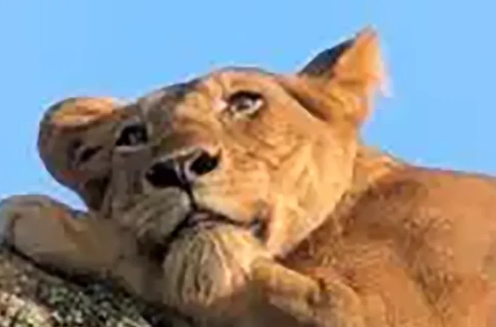 Amazing Animals on a Uganda Safari
